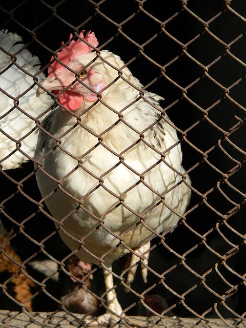 历史第一人！詹姆斯正式达成42000分里程碑：“你大爷永远是你大爷”.